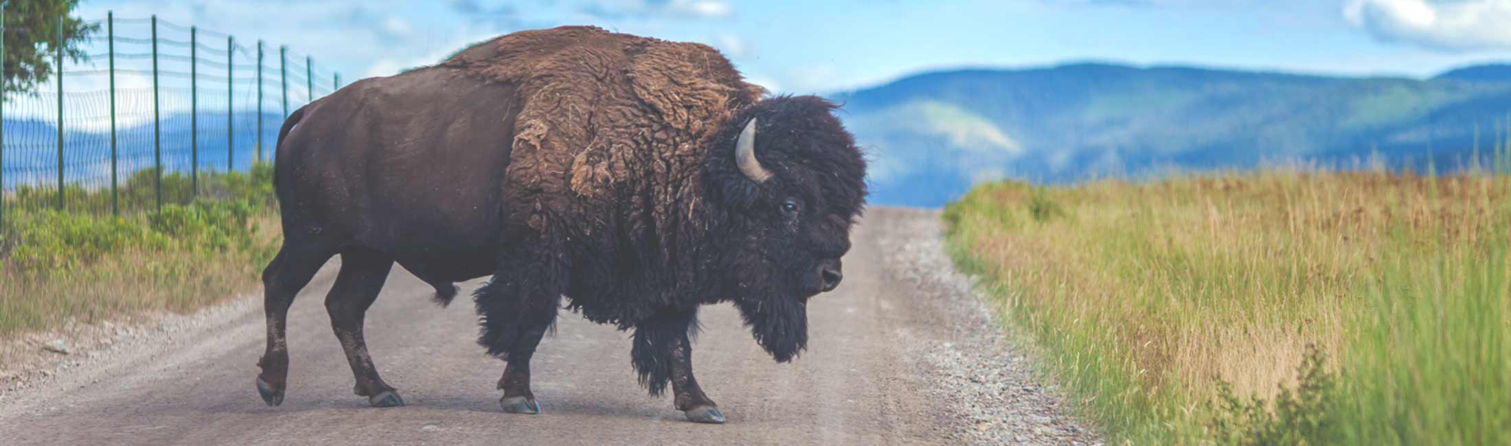 CSKT Bison Range