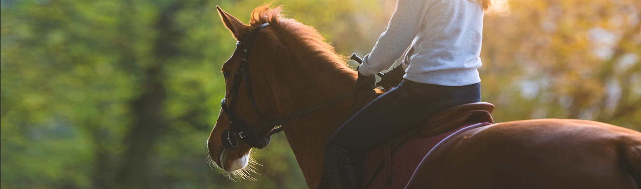 Horseback Riding